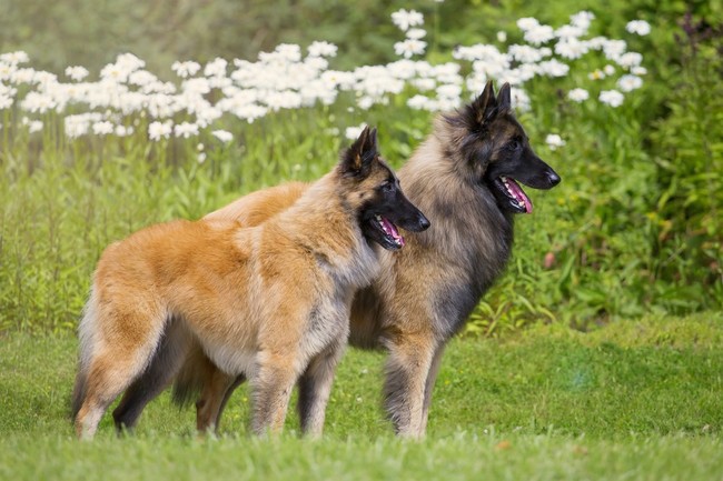 owczarki belgijskie tervueren