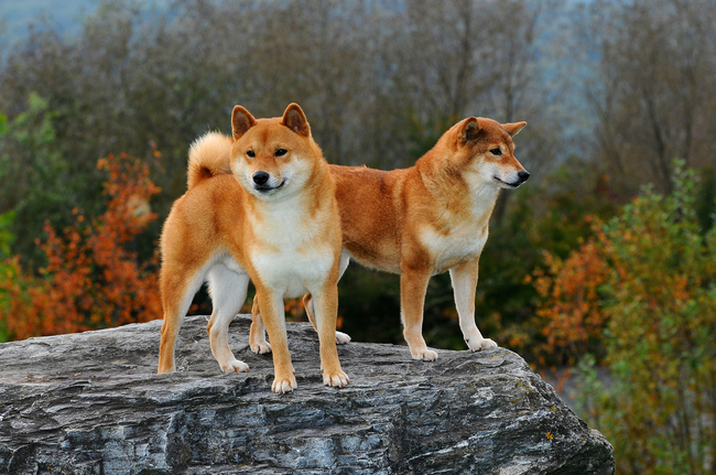 pierwotne rasy psów shiba inu