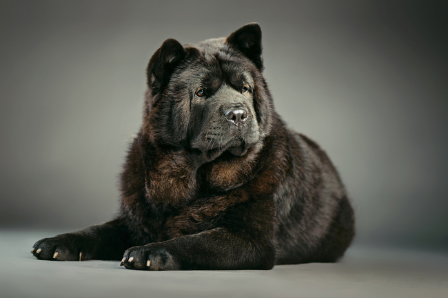 pierwotne rasy psów chow chow