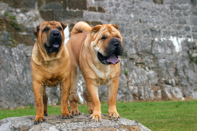 pierwotne rasy psów shar pei