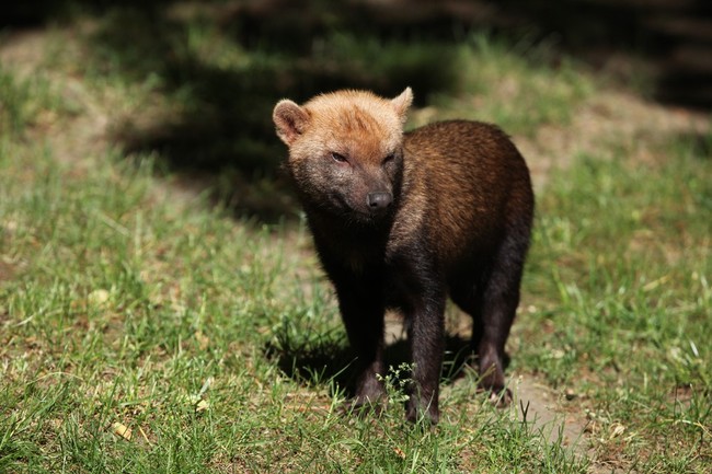 Pakożer leśny, pies leśny (Speothos venaticus)