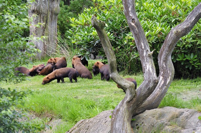 grupa Psów leśnych w ZOO