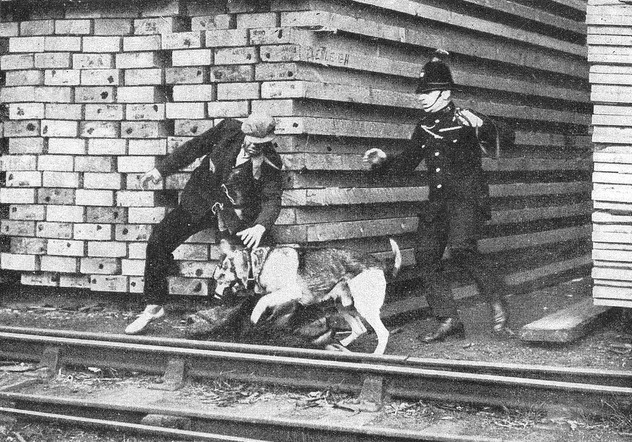 pies policyjny patrolujący doki historia psów plicyjnych pies patrolujący doki