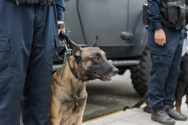 Malinois pracujący w policjii historia psów policyjny współcześnie