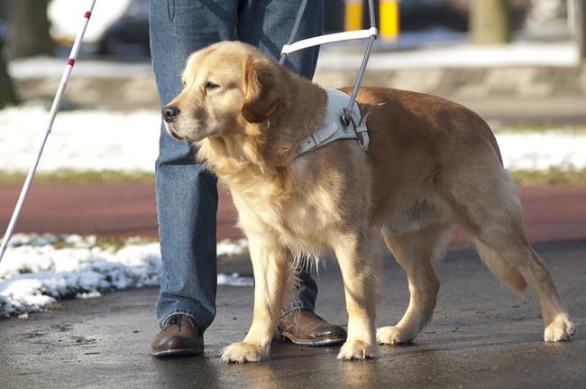 golden retriever jako przewodnik osoby niewidomej pies przewodnik osoby niewidomej