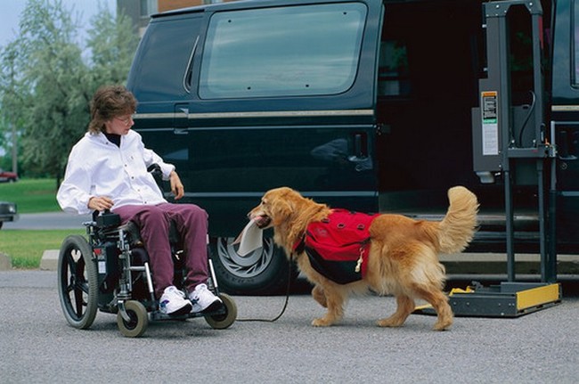 Golden retrievery najlepsze psy serwisowe Golden retrievery najlepsze psy serwisowe