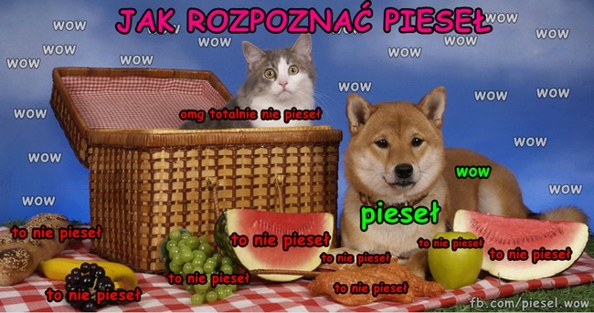 Pieseł mem internetowy Zdjęcie Pieseła