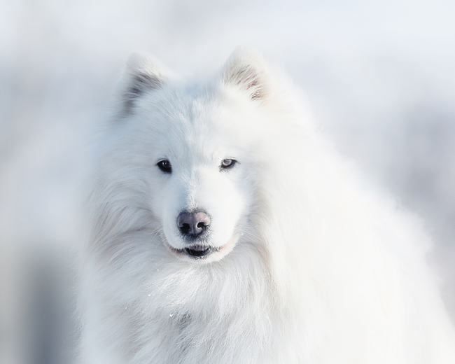 samoyedy to przedstawiciele północnych psów zaprzegowych