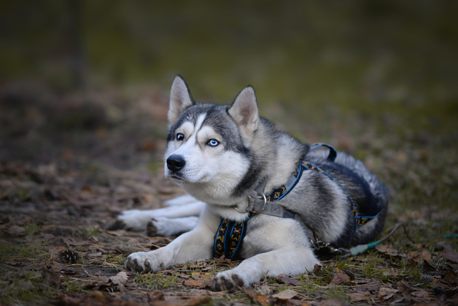 psy syberian husky to północne psy zaprzęgowe