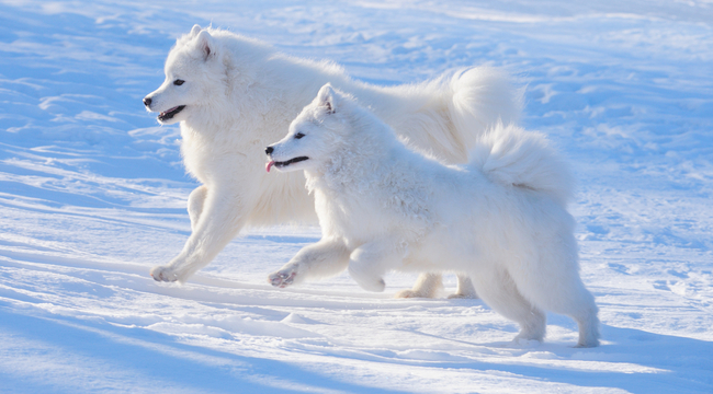 samoyedy północne psy zaprzęgowe