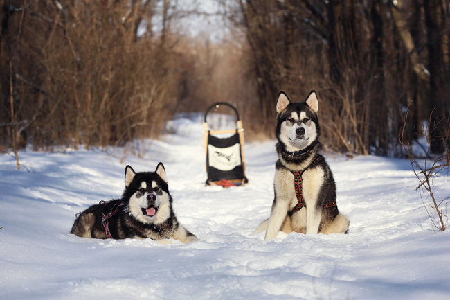 alaskan malamute to północne psy zaprzęgowe