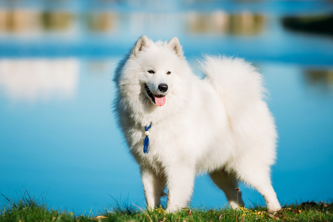 północne psy zaprzęgowe samoyedy