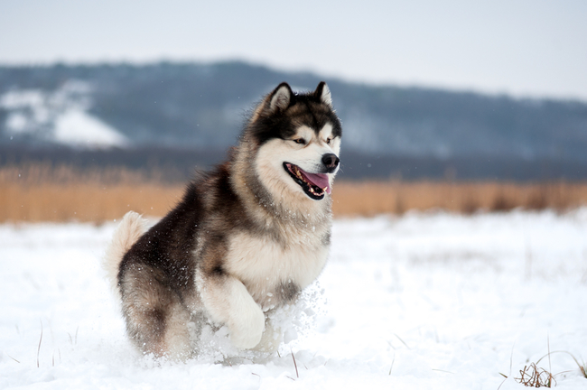 północny pies zaprzęgowy alaskan malamute