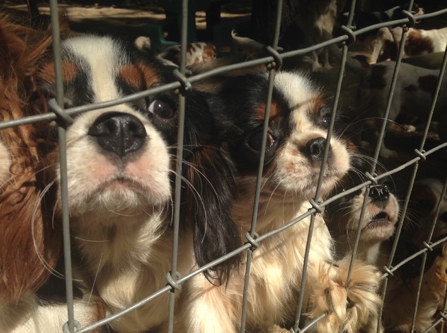  Problem pseudohodowli pseudohodowla cavalier king charles spanieli