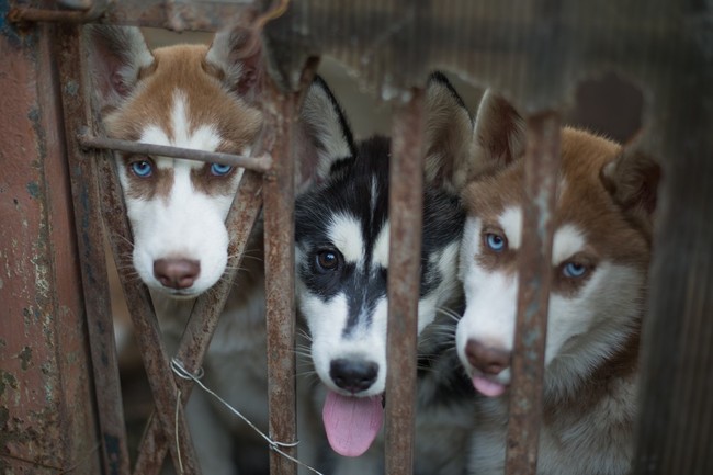 pseudohodowla psów syberian husky