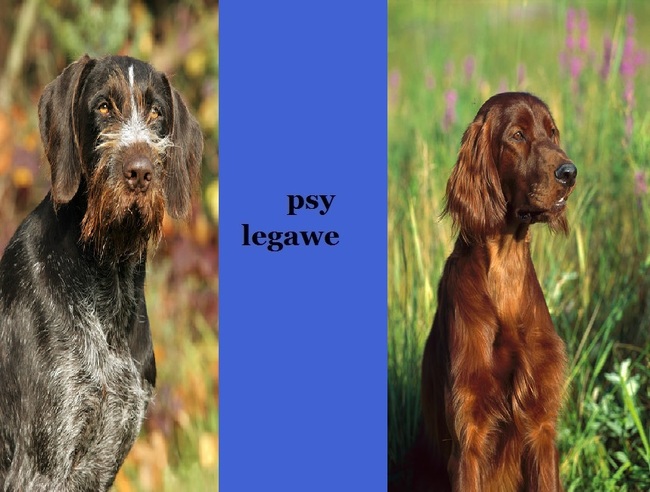 Psy legawe Psy legawe wyzel i seter