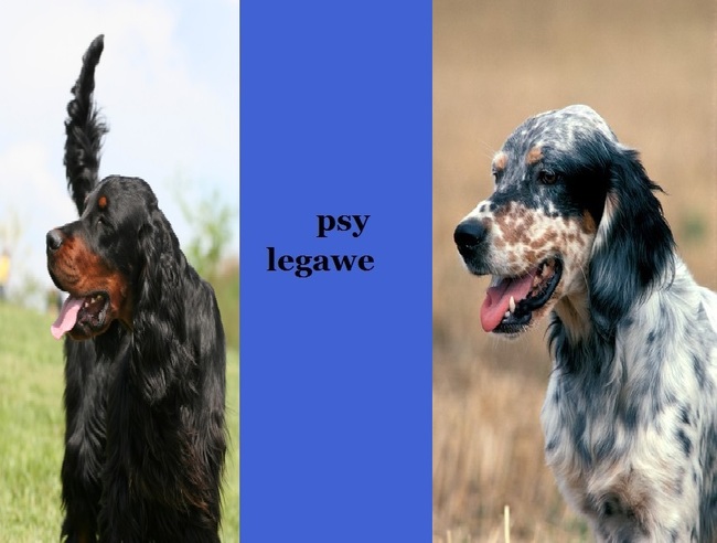 Psy legawe Psy legawe - setery