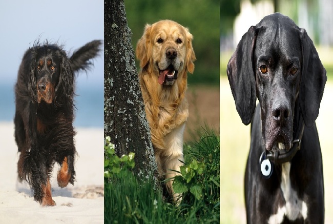 Psy myśliwskie na ptactwo od lewej Seter szkocki, Golden retriever i Pointer