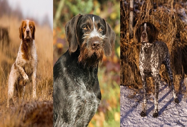 Psy myśliwskie na ptaki brittany spaniel, wyżeł niemiecki szorstkowłosy i wyżeł niemiecki krótkowłosy
