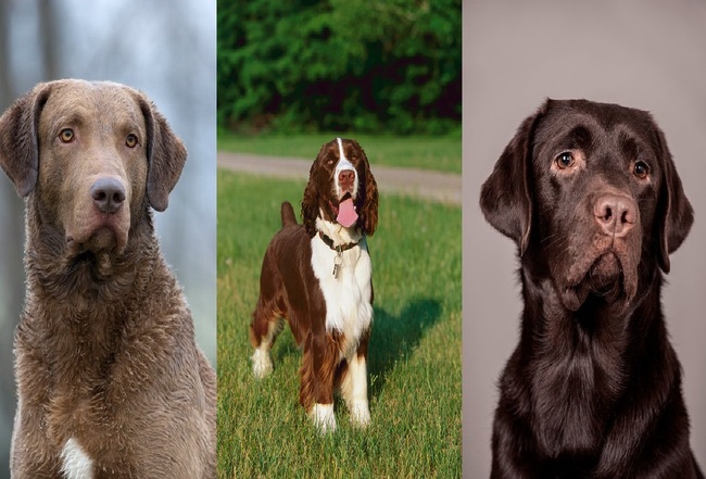 Psy myśliwskie na ptactwo od lewej Chesapeaske Bay Retriever, Springer spaniel angielski i Labrador retriever