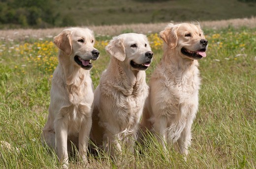 rasy psów dla osób chorych golden retrievery