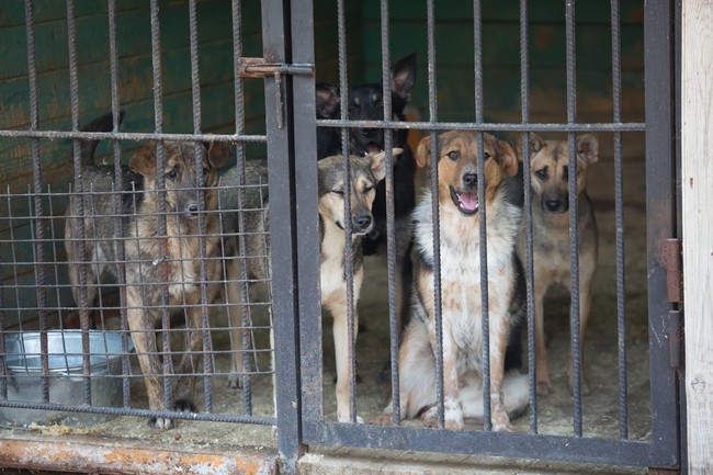 psy w schronisku czekające na adopcję