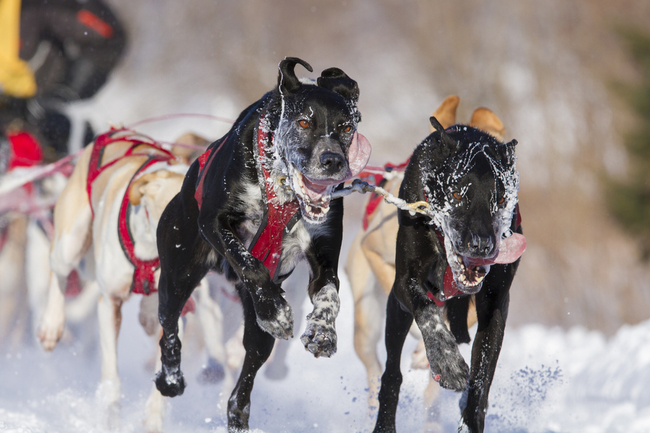 psy zaprzęgowe to grupa psów użytkowych