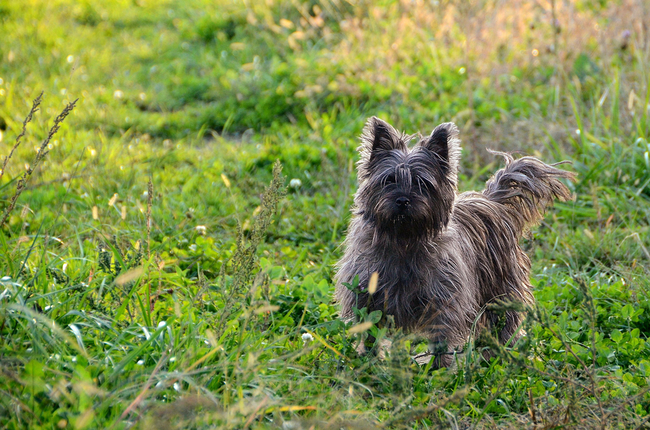 cairn terrier rasy pśów na szczury cairn terriery