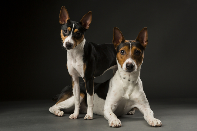 american rat terrier rasy psów na szczury american rat terrier