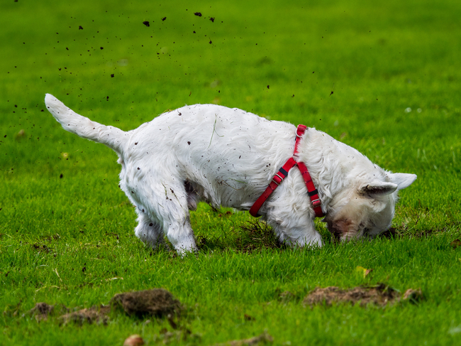 West Highland White Terrier rasy psów na szczury West Highland White Terrier