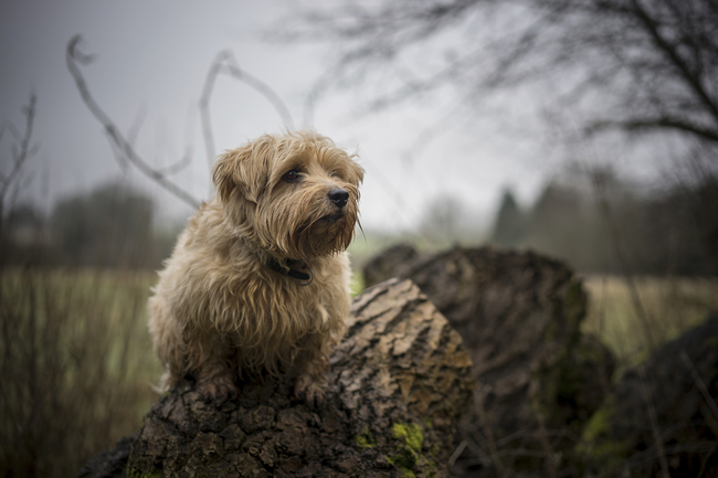 norfolk terrier rasy pśów na szczury norfolk terrier
