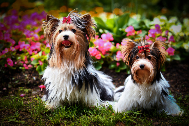 rasy psów nieuznane przez FCI Yorkshire Terrier Biewer a la pom pon
