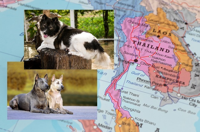 rasy psów z tajlandii Thai Ridgeback oraz Thai Bangkaew dog