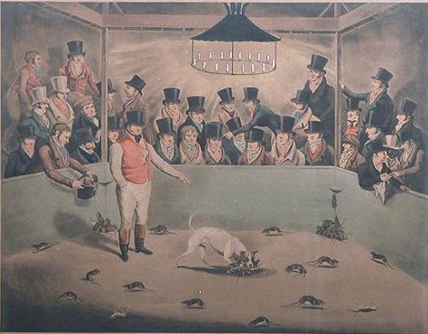 Billy, sławny Rat Killing Dog w Londynie, około 1823 roku