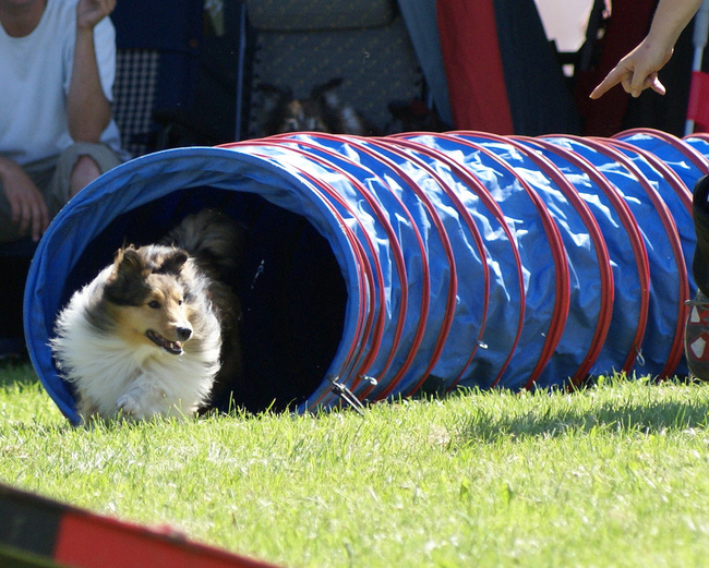 Zawody agility Owczarek szetlandzki pokonujący tunel