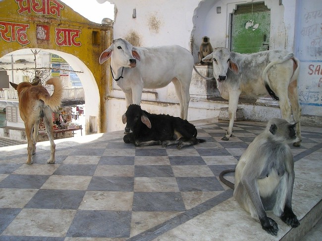 Święte krowy,małpa i pies na ulicy w Indiach