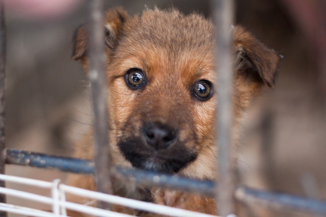 szczeniak do adopcji