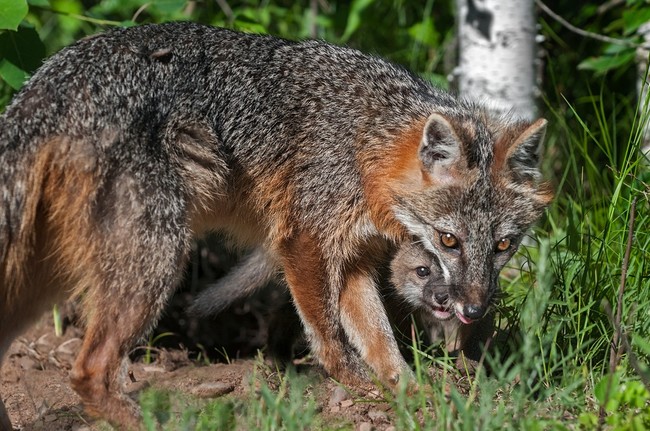 lis wirginijski (Urocyon cinereoargenteus)