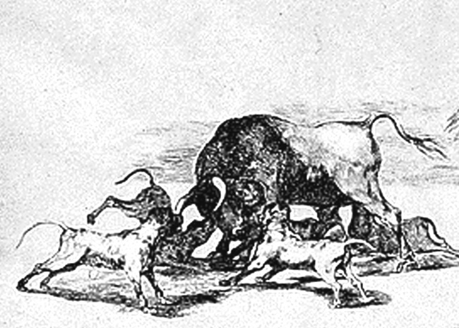 Walka psów z bykiem według Francisco de Goya