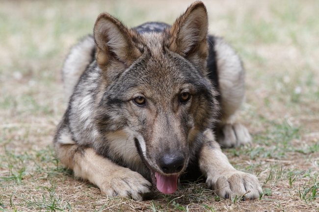 hybryda psa i wilka wilczak (wolfdog)