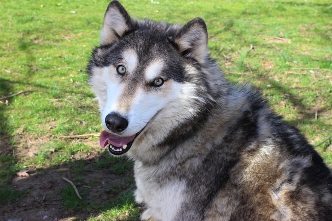 wilczak (wolfdog) hybryda psa i wilka