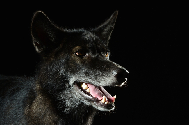 hybryda wilczak (wolf-dog)