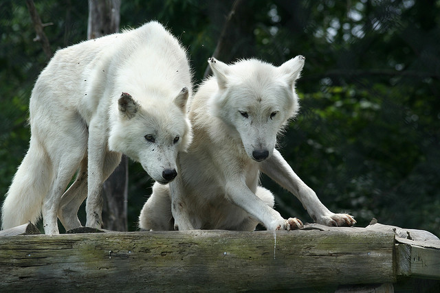 wataha wilków arktycznych w ZOO