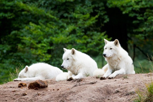 Wilki syberyjskie (Canis lupus albus)