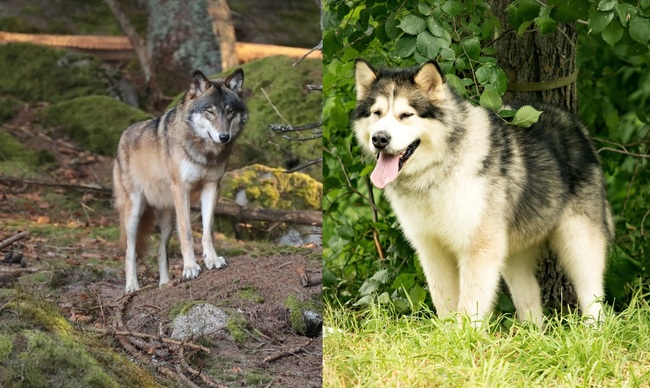 wilk a pies różnice w budowie zewnetrzej: od lewej wilk i alaskan malamute