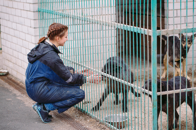 wolontariat w schronisku dla zwierząt w Warszawie