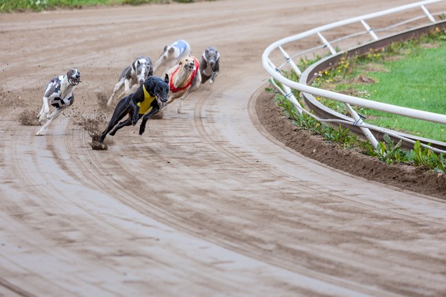 wyścigi najszybszych psów świata greyhoundów wyścigi najszybszych psów świata greyhoundów