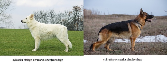 wzorzec białego owczarka szwajcarskiego - porównanie sylwetki z owczarkiem niemieckim