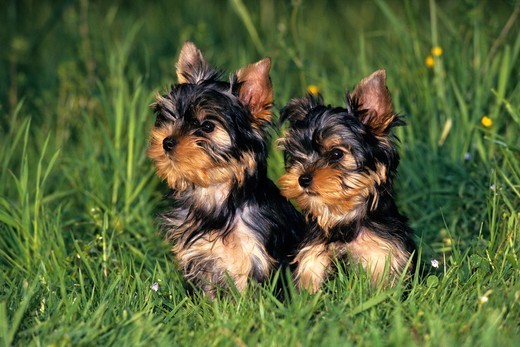 Jak wybrać imię dla psa małego Yorkshire Terriera? Szczeniaki rasy Yorkshire Terrier