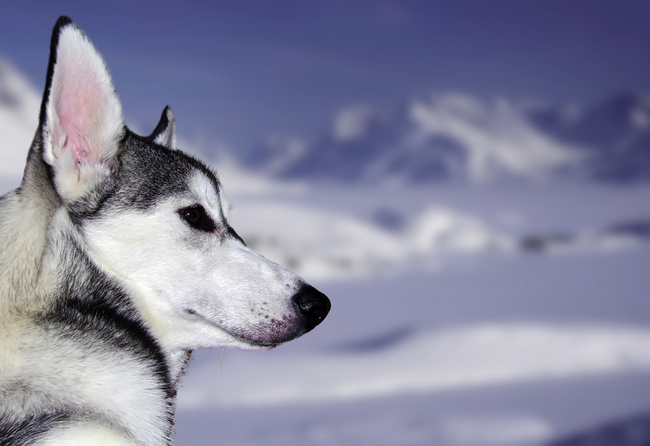 zdjęcia północnych psów zaprzęgowych malamuta, syberian husky, psów grenlandzkich, samoyedów